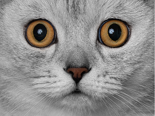 【宠物摄影】一些小猫咪