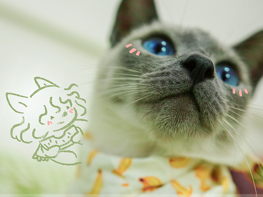 喵喵喵们的桌面壁纸