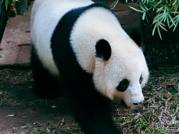 動(dòng)物園里的小動(dòng)物們