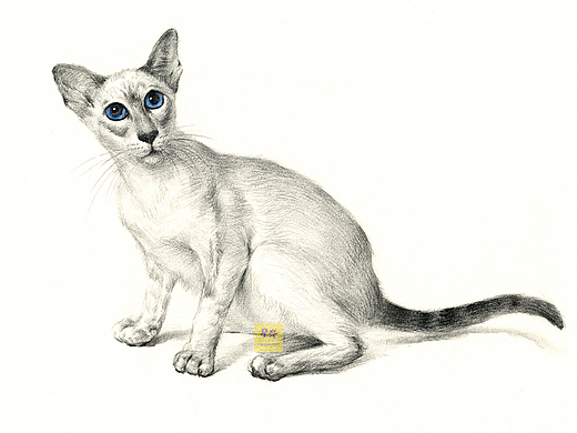 素描动物猫咪