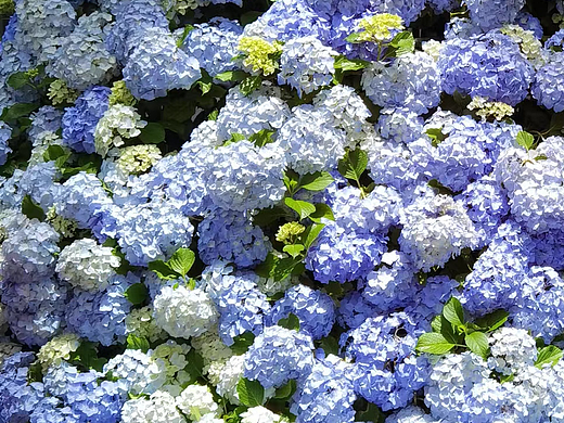 五月花开