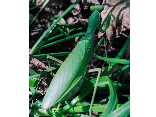 螳螂绿色螳螂草地螳螂