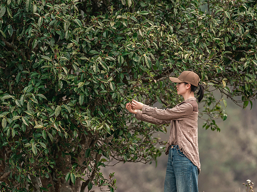 【满果文化×卫汩】卫一方古树茶 守一片赤诚心