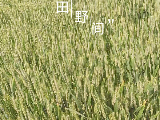 夏日丰收