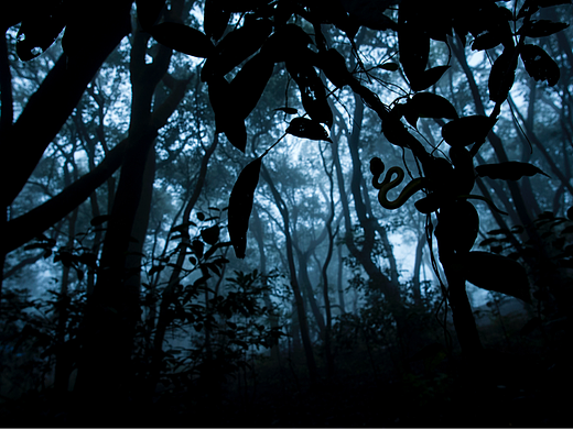 #CWIVC影像年赛#Pratik Pradhan-《Ambush Predator》