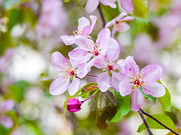 又見海棠與丁香