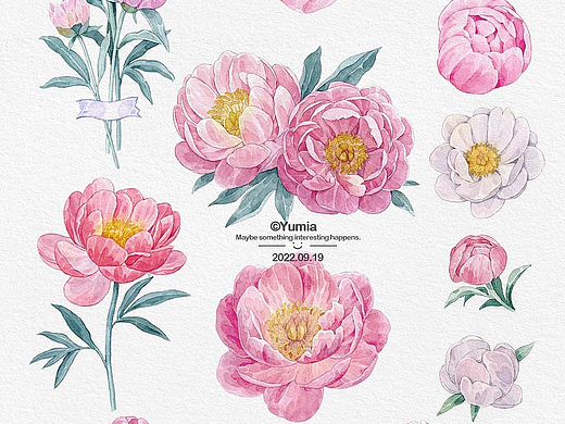 原创水彩插画芍药