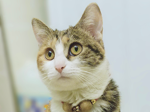 养了一喵，叫：班波