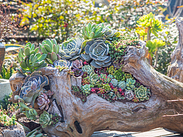 花至花园的多肉世界
