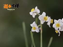 2024春节主题作品