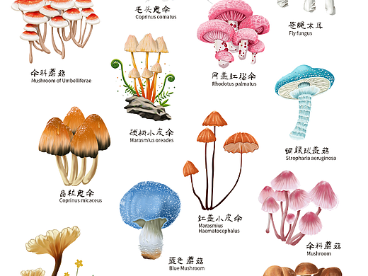 原创蘑菇插画合集绿植插画