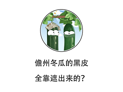 儋州冬瓜的黑皮全靠遮出来的？