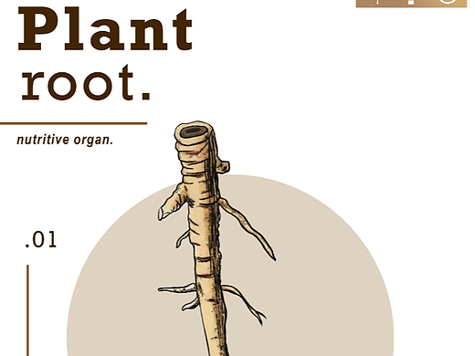 植物的六大器官