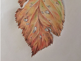 线条动画练习与手绘树叶