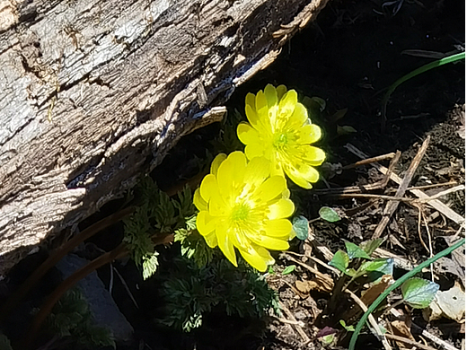 可做手机电脑屏保的冰凌花