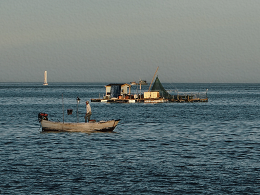 海边长大的孩子