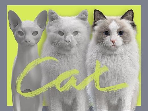 【猫咪渲染】布偶猫写实风格三维渲染