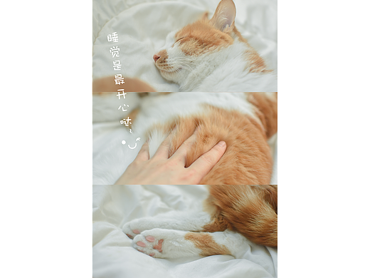 第四篇 | 拍猫是会上瘾的