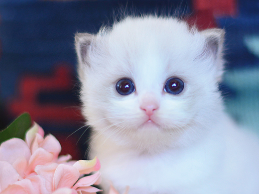 你比花还美（个人主页-ZNjEwNzk2MDg=） - 宠物摄影 - 站酷设计师ATHENADOLLS原创素材 - 站酷ZCOOL