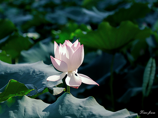 荷（個(gè)人主頁-ZNjMyODY0ODA=） - 風(fēng)光攝影 - 站酷設(shè)計(jì)師時(shí)間泡沫原創(chuàng)素材 - 站酷ZCOOL