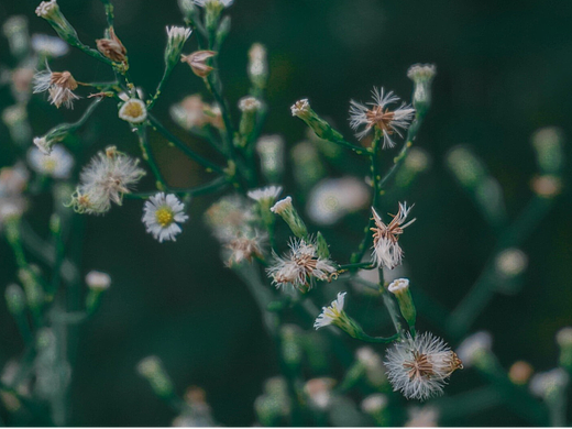 macw壁纸系列——路边的小野花Mac动态壁纸