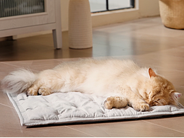 倍思 Lotis Y1 智能宠物饮水机