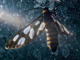 微距摄影 窗台玻璃上的鹿蛾