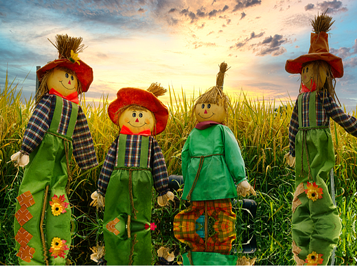 深圳光明小镇欢乐田园稻田