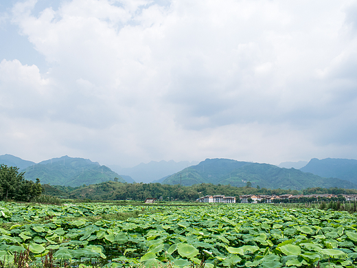 莲池（个人主页-ZNjU3NDQ5MjQ=） - 风光摄影 - 站酷设计师一生素纸原创素材 - 站酷ZCOOL