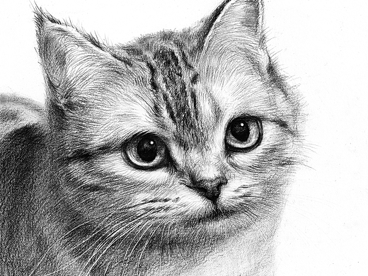 素描动物猫咪绘画