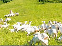 羊以草為天，吃得好，奶才好，公眾號長圖