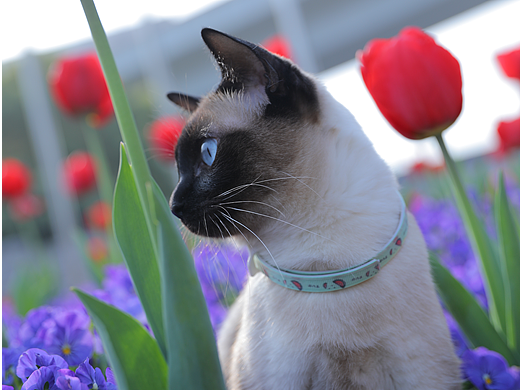 原创/摄影/宠物摄影