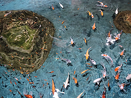 遠(yuǎn)赴人間驚鴻宴