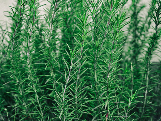 #迷迭香,植物向上生长的力量!