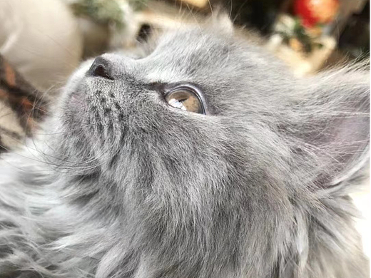 蓝猫三兄弟之小炸毛的逆袭