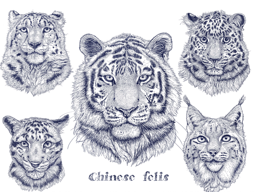 动物插画《中国大喵》