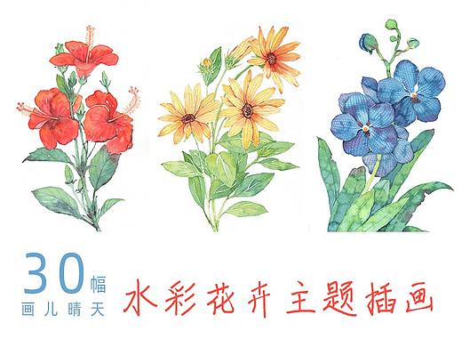 纸本水彩花卉主题插画 30幅水彩花卉插画