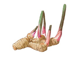 【水彩】一組藥材