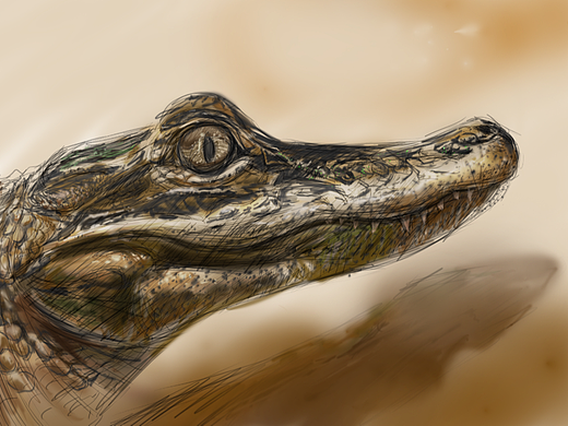 鳄鱼插画