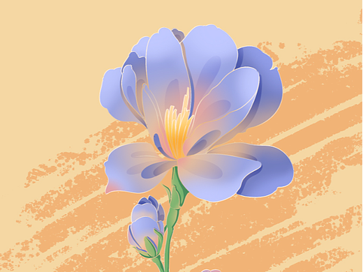 小苍兰花