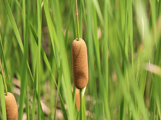 六月菖蒲，观之解暑