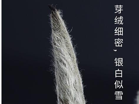 白茶产品拍摄项目