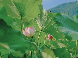 初夏-荷花