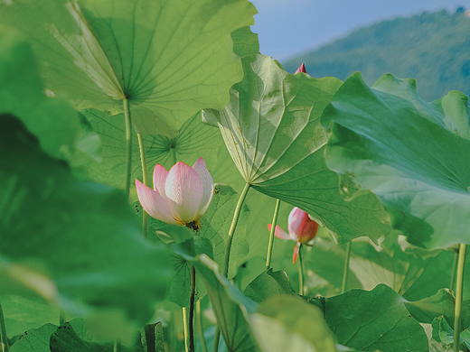 初夏-荷花（個人主頁-ZNjA3NTEyNzI=） - 風光攝影 - 站酷設計師東月還沒喝過喜茶原創(chuàng)素材 - 站酷ZCOOL