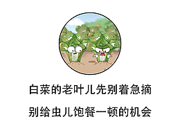 白菜的老叶儿先别着急摘，不要给虫儿饱餐一顿的机会