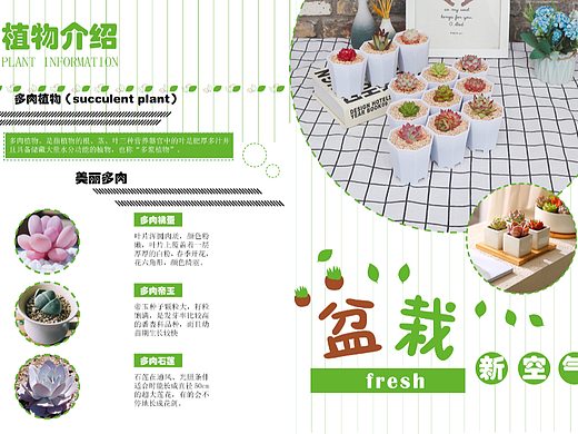 多肉植物，绿色清新