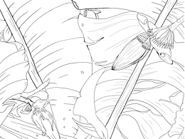 每日一練，香蕉樹線稿