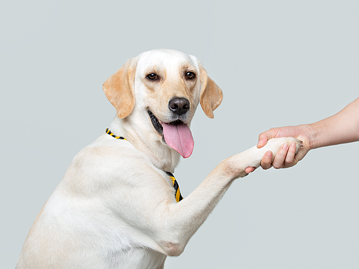 【宠物摄影】当代社畜的现状