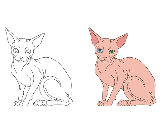 【习作】斯芬克斯猫照片写生（个人主页-ZNjE1Nzg5MjQ=） - 创作习作 - 站酷设计师Z94875064原创素材 - 站酷ZCOOL
