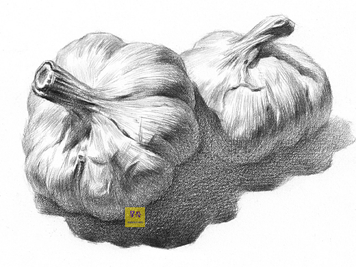 素描大蒜头绘画详细步骤